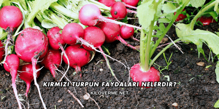 Kırmızı Turpun Faydaları Nelerdir?
