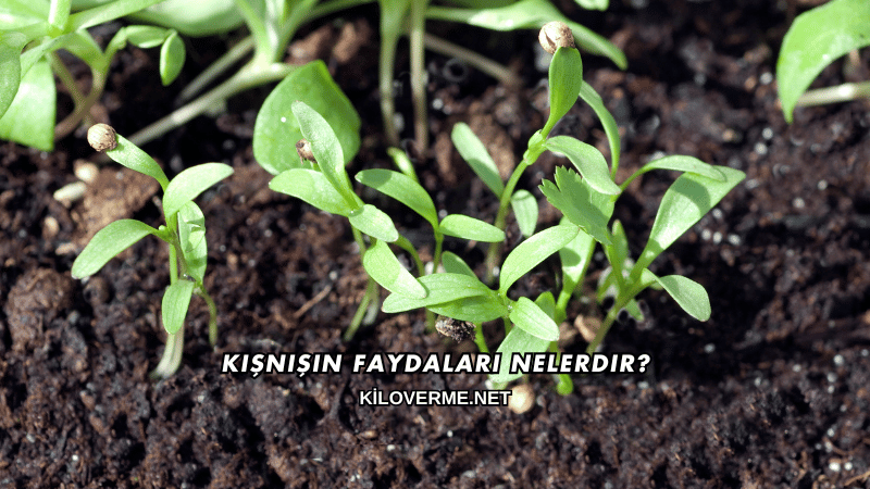 Kişnişin Faydaları Nelerdir?