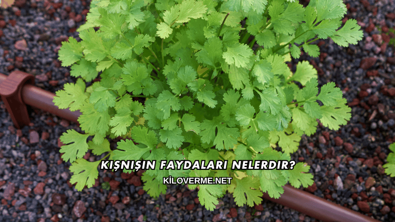 Kişnişin Faydaları Nelerdir?