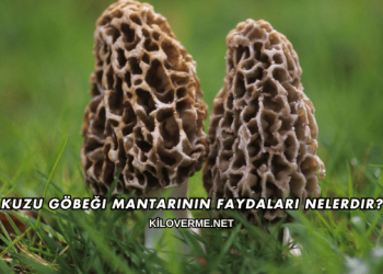 Kuzu Göbeği Mantarının Faydaları Nelerdir?