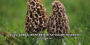 Kuzu Göbeği Mantarının Faydaları Nelerdir?