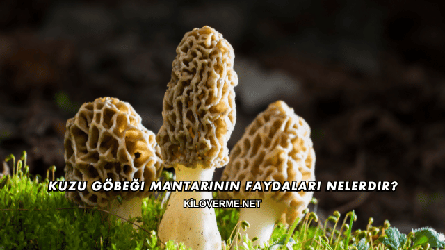 Kuzu Göbeği Mantarının Faydaları Nelerdir?