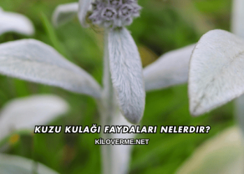 Kuzu Kulağı Faydaları Nelerdir?