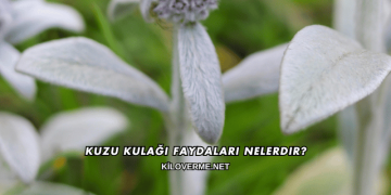 Kuzu Kulağı Faydaları Nelerdir?