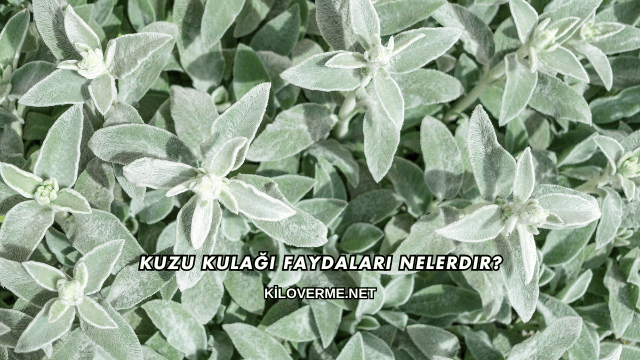 Kuzu Kulağı Faydaları Nelerdir?