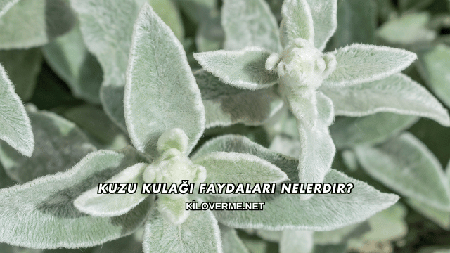 Kuzu Kulağı Faydaları Nelerdir?