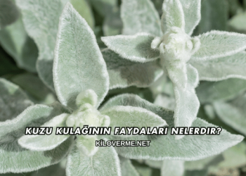 Kuzu Kulağının Faydaları Nelerdir?