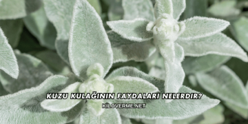 Kuzu Kulağının Faydaları Nelerdir?
