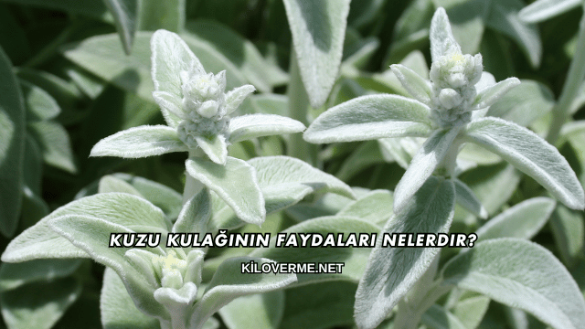Kuzu Kulağının Faydaları Nelerdir?