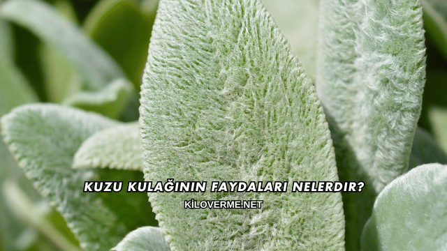 Kuzu Kulağının Faydaları Nelerdir?