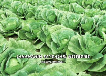 Lahananın Faydaları Nelerdir?