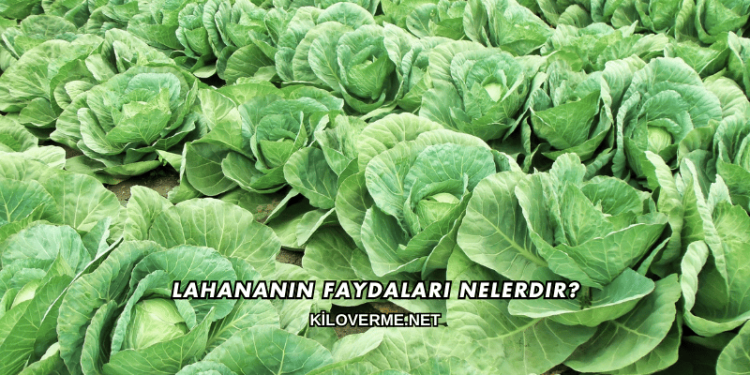 Lahananın Faydaları Nelerdir?