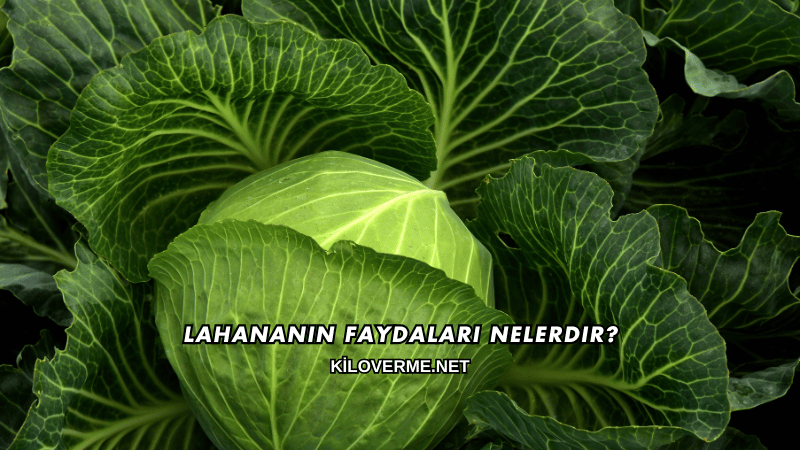 Lahananın Faydaları Nelerdir?