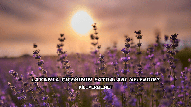 Lavanta Çiçeğinin Faydaları Nelerdir?