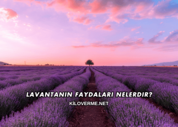 Lavantanın Faydaları Nelerdir?