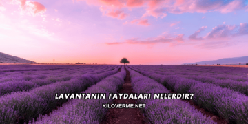 Lavantanın Faydaları Nelerdir?