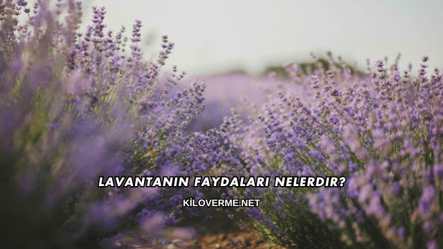 Lavantanın Faydaları Nelerdir?