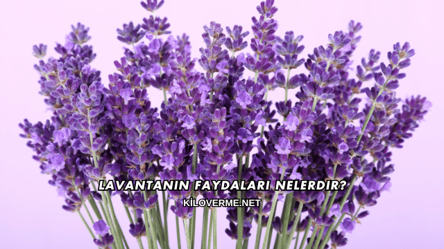 Lavantanın Faydaları Nelerdir?