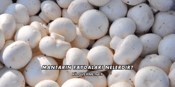 Mantarın Faydaları Nelerdir?