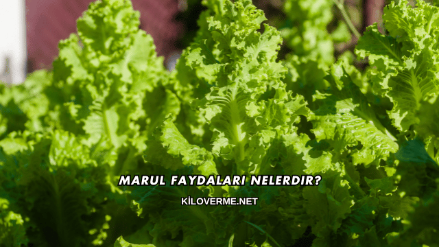 Marul Faydaları Nelerdir?