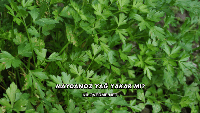 Maydanoz Yağ Yakar mı?