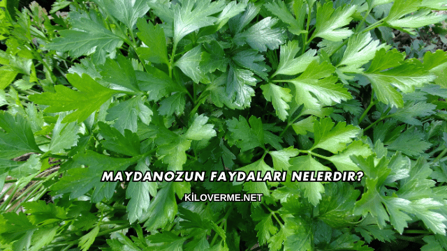 Maydanozun Faydaları Nelerdir?