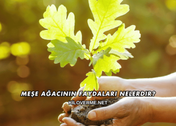 Meşe Ağacının Faydaları Nelerdir?