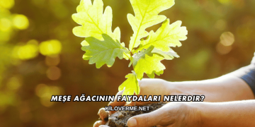 Meşe Ağacının Faydaları Nelerdir?