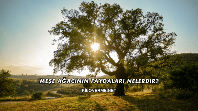 Meşe Ağacının Faydaları Nelerdir?
