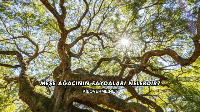 Meşe Ağacının Faydaları Nelerdir?
