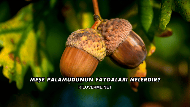 Meşe Palamudunun Faydaları Nelerdir?