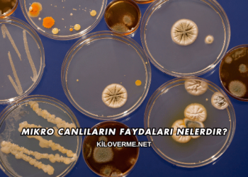 Mikro Canlıların Faydaları Nelerdir?