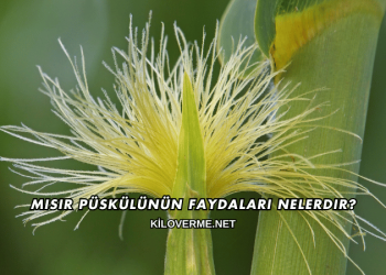 Mısır Püskülünün Faydaları Nelerdir?