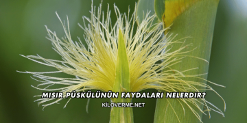 Mısır Püskülünün Faydaları Nelerdir?