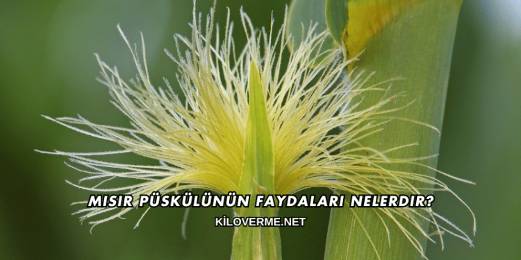 Mısır Püskülünün Faydaları Nelerdir?