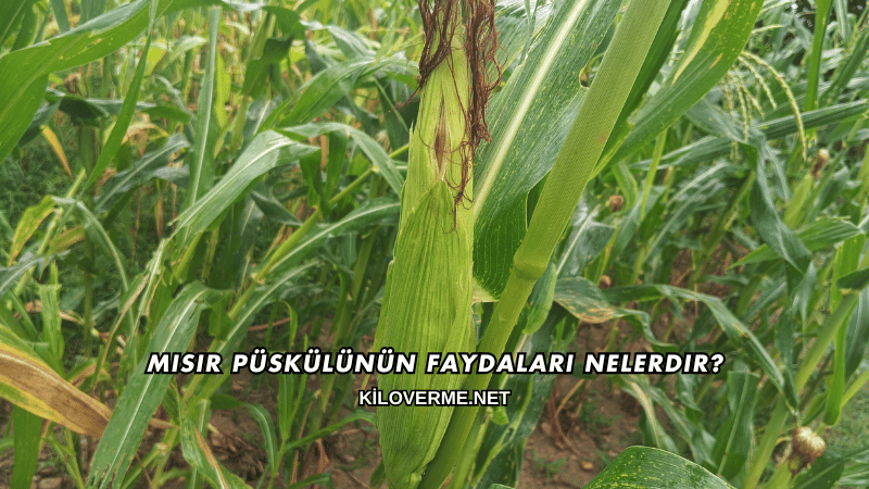 Mısır Püskülünün Faydaları Nelerdir?