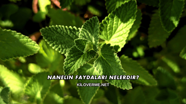 Nanelin Faydaları Nelerdir?