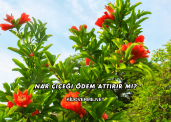 Nar Çiçeği Ödem Attırır mı?