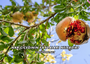 Nar Çiçeğinin Faydaları Nelerdir?