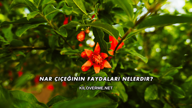 Nar Çiçeğinin Faydaları Nelerdir?