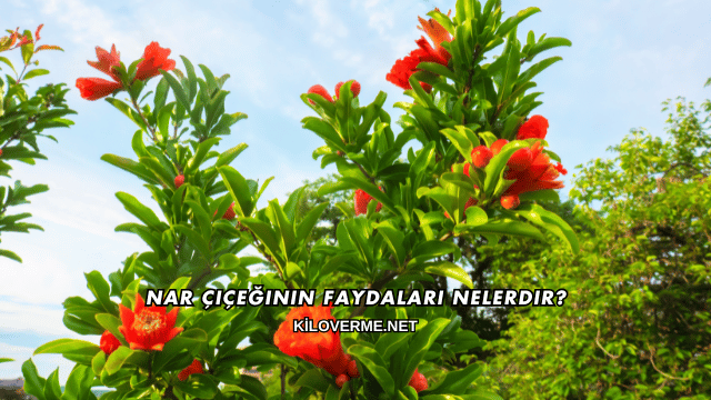 Nar Çiçeğinin Faydaları Nelerdir?