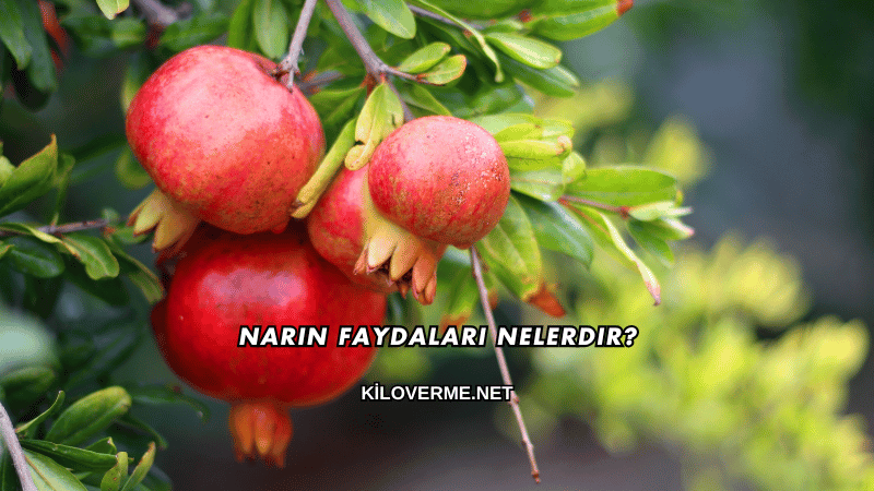 Narın Faydaları Nelerdir?