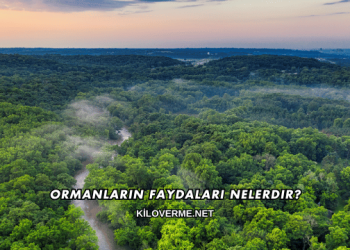 Ormanların Faydaları Nelerdir?