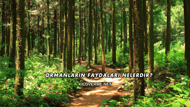 Ormanların Faydaları Nelerdir?