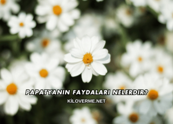 Papatyanın Faydaları Nelerdir?