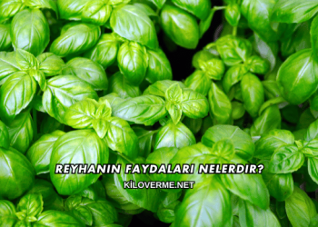Reyhanın Faydaları Nelerdir?