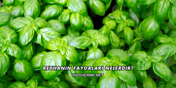 Reyhanın Faydaları Nelerdir?