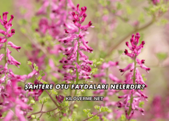 Şahtere Otu Faydaları Nelerdir?