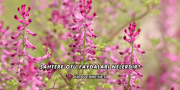 Şahtere Otu Faydaları Nelerdir?