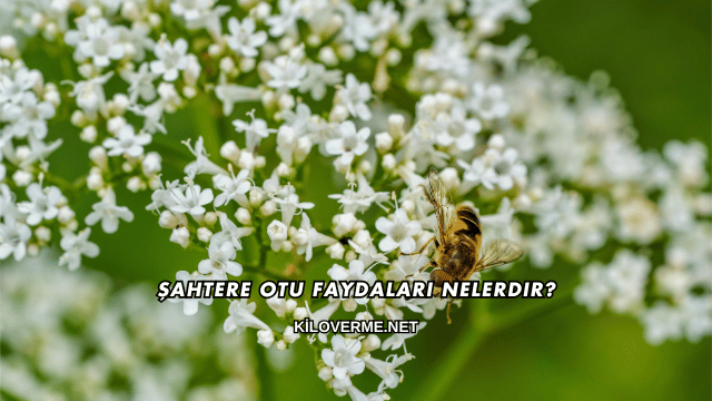 Şahtere Otu Faydaları Nelerdir?